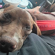 Loki is registered to the contest to win money with this photo: animal, brown_dog, can, car_interior, casual, close_up, companion, cups, dog, ears, fur, hand, lap, pet, red_harness, relaxation, resting, sleepy, snout, tattoo