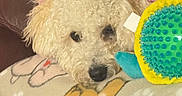 Popeye is registered to the contest to win money with this photo: animal, blanket, couch, cozy, cream_colored, curly_fur, cute, dog, fluffy, home, indoors, lying_down, pet, pink, portrait, puppy, resting, small_breed, spiky_toy, toy