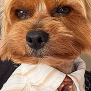 Popeye is registered to the contest to win money with this photo: brown_fur, close_up, cute, dog, dressed_up, ears, eyes, face, formalwear, funny, fur, indoor, long_hair, nose, pet, portrait, shirt, small_dog, tie, white_fur