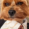 brown_fur, close_up, cute, dog, dressed_up, ears, eyes, face, formalwear, funny, fur, indoor, long_hair, nose, pet, portrait, shirt, small_dog, tie, white_fur
