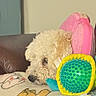 Popeye joined the competition — help win amazing prizes! animal, black_nose, blanket, blinds, brown_couch, couch, cozy, cream_fur, curly_coat, dog, grooming_brush, home, indoors, pet, pink_backpack, portrait, resting, sleeping, toy, window