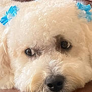 Fivi joined the competition — help win amazing prizes! animal, blue_bows, brown_sofa, chin_on_sofa, close_up, cozy, cream_colored, curly_hair, cute, dog, fluffy, home, indoor, leather, looking_at_camera, lying_down, pet, portrait, puppy, resting
