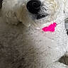 animal, bow_tie, close_up, couch, curly_fur, cute, dog, eye, face, fluffy, indoors, nose, pet, photography, pink_accessory, playful, portrait, seated, white_dog, winking