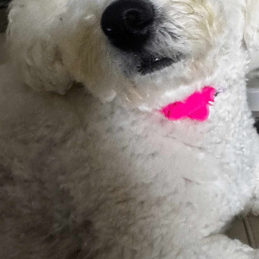 Fivi