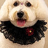 Fivi joined the competition — help win amazing prizes! animal, black_collar, close_up, curly_fur, dog, fluffy, groomed, happy, indoor, lace, open_mouth, pet, portrait, red_flower, sitting, smiling, studio, symmetrical_composition, tongue, white_dog