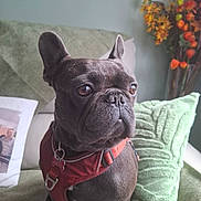Pluto participe au concours pour gagner de l'argent avec cette photo : animal, canine, close_up, couch, dog, domestic_animal, ears, flower, french_bulldog, fur, green, houseplant, indoor, nose, orange_flower, pet, pillow, portrait, red_harness, sitting