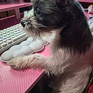 Moonshine is registered to the contest to win money with this photo: animal, black_and_white, closeup, computer_accessory, cute, desk, dog, focused, fur, indoor, keyboard, paw, pet, pink, scruffy, side_profile, small_dog, table, technology, workspace