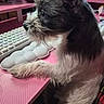 animal, black_and_white, closeup, computer_accessory, cute, desk, dog, focused, fur, indoor, keyboard, paw, pet, pink, scruffy, side_profile, small_dog, table, technology, workspace