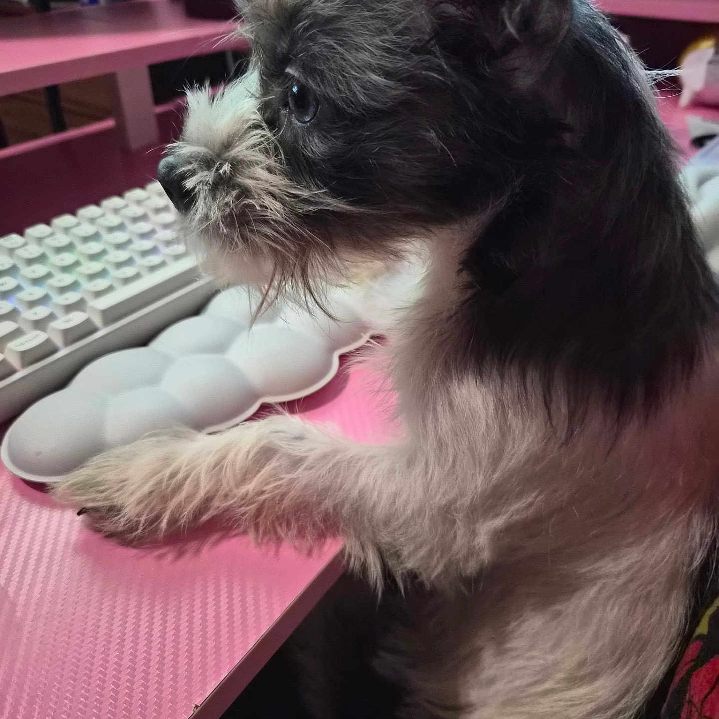 Moonshine is registered to the contest to win money with this photo: animal, black_and_white, closeup, computer_accessory, cute, desk, dog, focused, fur, indoor, keyboard, paw, pet, pink, scruffy, side_profile, small_dog, table, technology, workspace