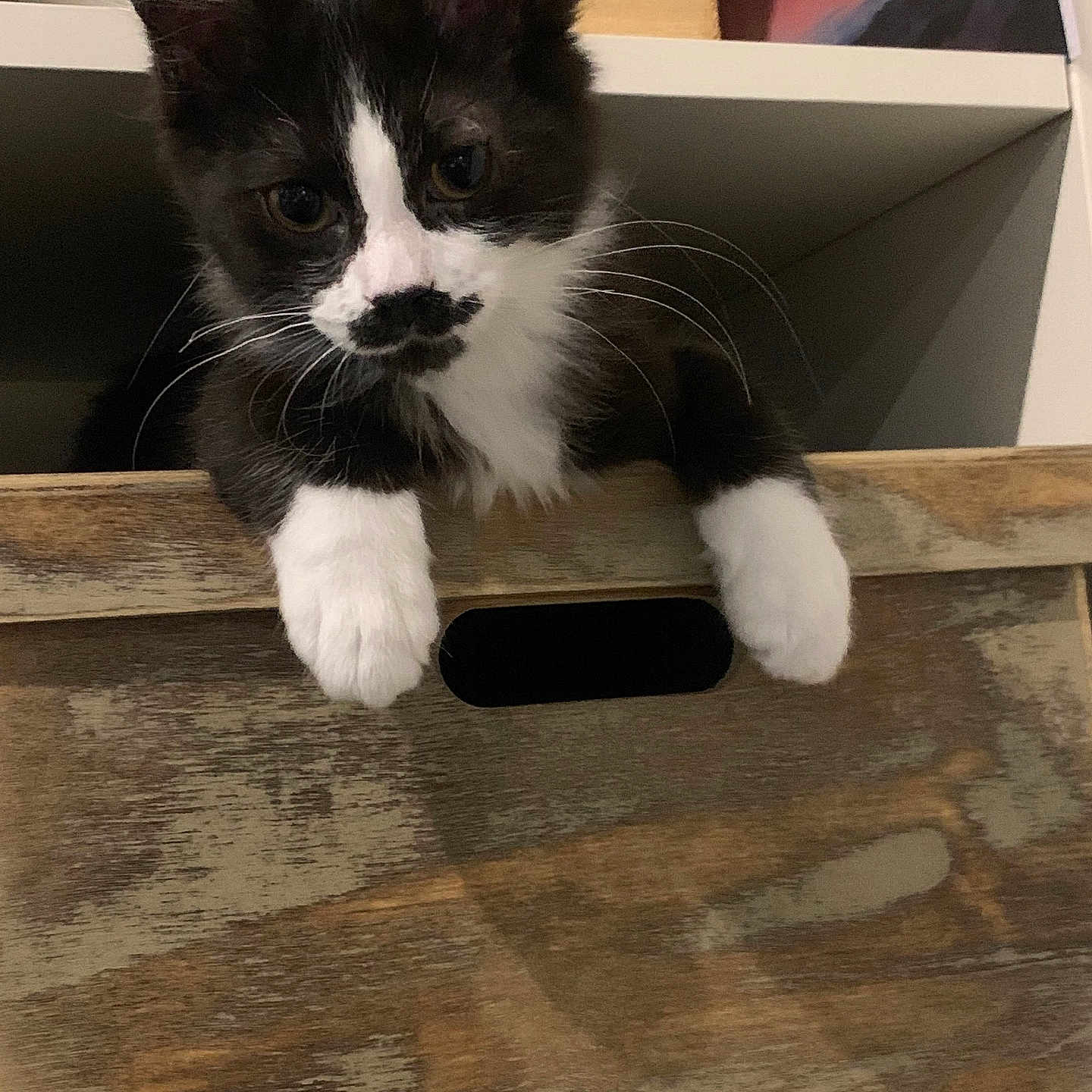 Wilo participe au concours pour gagner de l'argent avec cette photo : animal, bookcase, box, cat, closet, cupboard, desk, drawer, furniture, hardwood, indoors, interiordesign, kitten, manx, pet, plywood, shelf, slate, table, wood