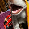 Enzo joined the competition — help win amazing prizes! dog, pit_bull, pet, animal, canine, open_mouth, smiling, teeth, happy, playful, funny, blanket, hood, clothing, red, black, white, bed, indoor, portrait