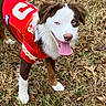 Enzo is registered to the contest to win money with this photo: dog, puppy, border_collie, pet, animal, fluffy, brown_and_white, blue_eyes, open_mouth, tongue, smiling, sports_jersey, red_clothing, outdoor, grass, fallen_leaves, standing, portrait, mascot, cute