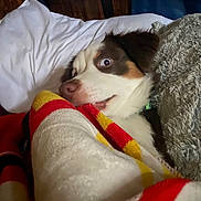 Enzo is registered to the contest to win money with this photo: dog, puppy, tricolor, white_fur, brown_fur, black_fur, pink_nose, eye, sleepy, cozy, blanket, red_blanket, yellow_blanket, bed, pillow, gray_throw, indoors, portrait, cute, snuggled