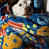 dog, puppy, pet, animal, white_fur, brown_fur, blue_eyes, nose, face, portrait, blanket, wrapped, cozy, sleeping, lying_down, indoors, bed, wood_floor, colorful, close_up