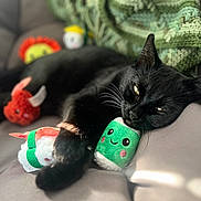 Salem joined the competition — help win amazing prizes! animal, black_cat, closeup, comfort, couch, cozy, cute, feline, green, happy_face, indoor, knitted_blanket, pet, plush_toy, relaxed, resting, sleepy, soft_toys, sunlight, white