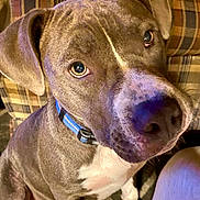 Blue is registered to the contest to win money with this photo: dog, pitbull, pet, indoor, blue_collar, brown_fur, white_chest, close_up, carpet, couch, plaid, curious, sitting, canine, animal, domestic, mammal, face, ears, nose