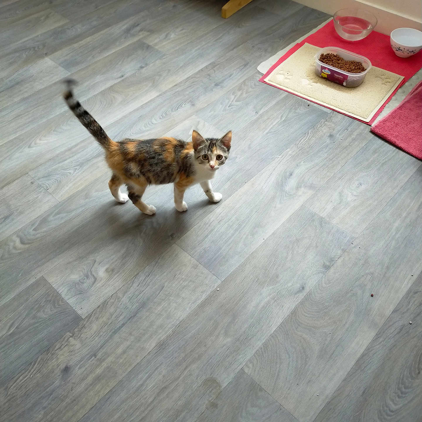 Caline a rejoint le concours — aidez-le/la à gagner de superbes lots ! abyssinian, accessories, animal, architecture, bag, building, cat, chair, cup, furniture, handbag, hardwood, indoors, interiordesign, kitten, livingroom, manx, pet, plywood, wood