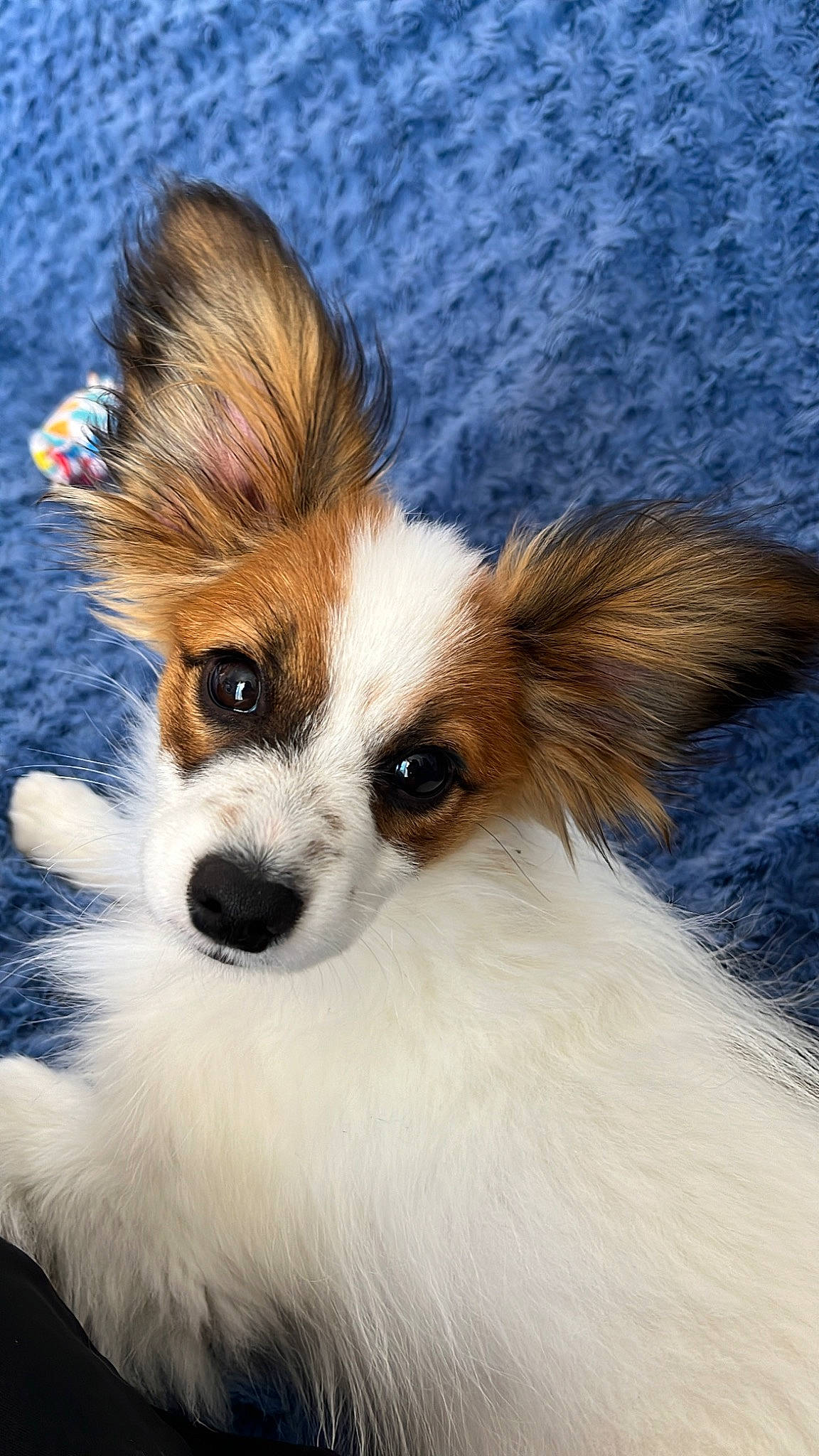 Urbino participe au concours pour gagner de l'argent avec cette photo : canidae, carnivore, companion_dog, dog, dog_breed, ear, eyelash, fawn, fur, puppy, snout, sporting_group, terrestrial_animal, toy_dog, whiskers