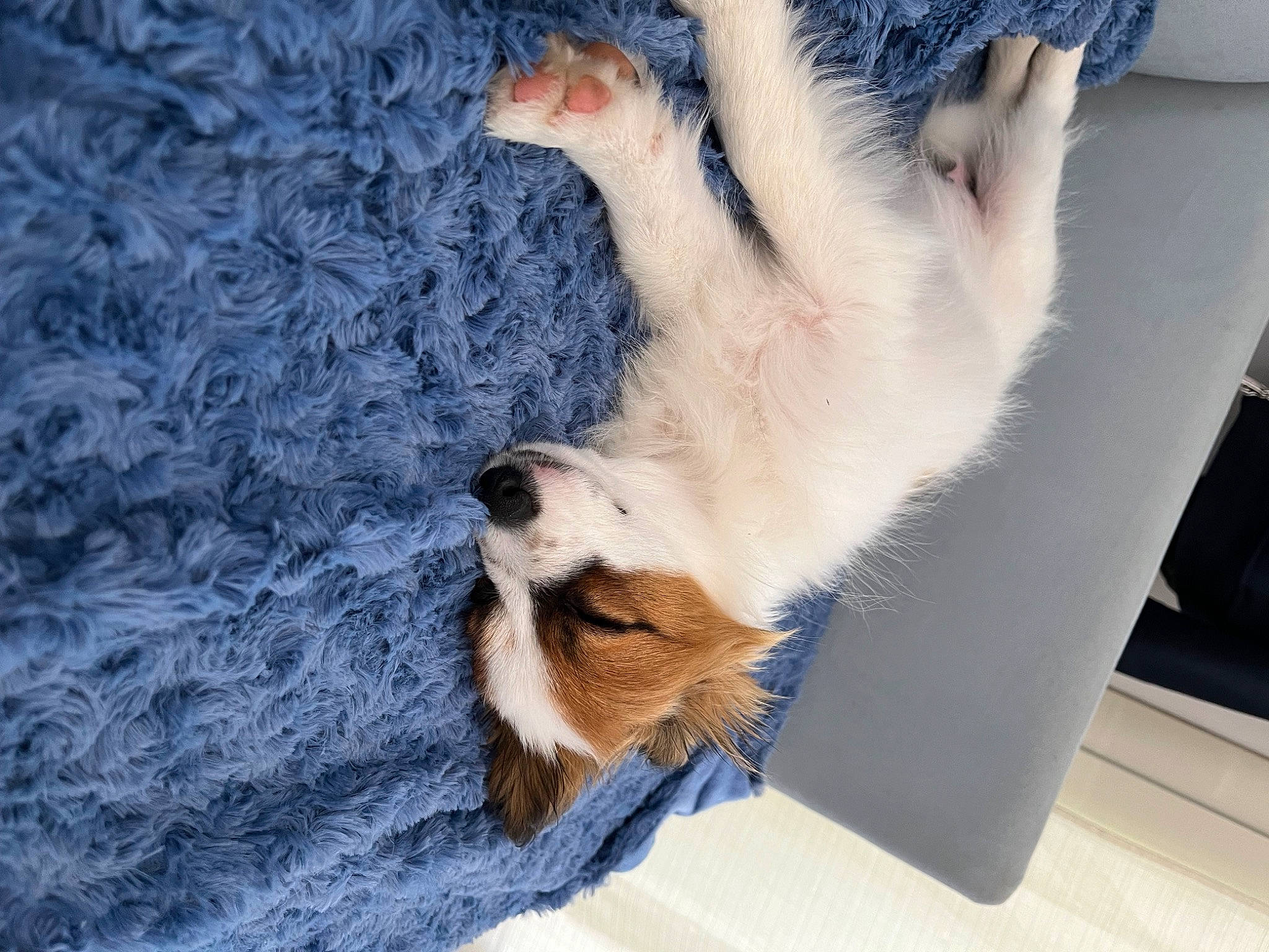 Urbino participe au concours pour gagner de l'argent avec cette photo : canidae, carnivore, cat, claw, comfort, companion_dog, dog_breed, domestic_short_haired_cat, felidae, flooring, foot, fur, nap, paw, small_to_medium_sized_cats, snout, tail, whiskers, wood, woven_fabric