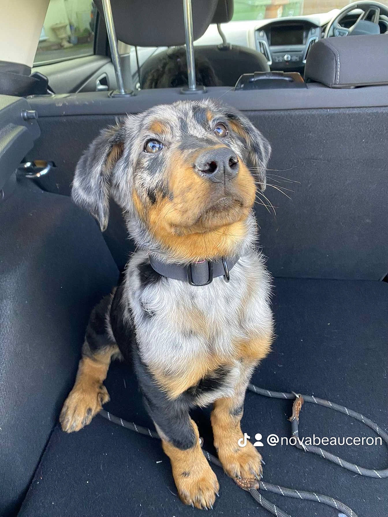 Nova is registered to the contest to win money with this photo: asphalt, automotive_exterior, automotive_tire, car, carnivore, companion_dog, dog, dog_breed, fawn, fur, hood, motor_vehicle, road_surface, snout, sporting_group, vehicle, vehicle_door, whiskers, windshield, working_animal