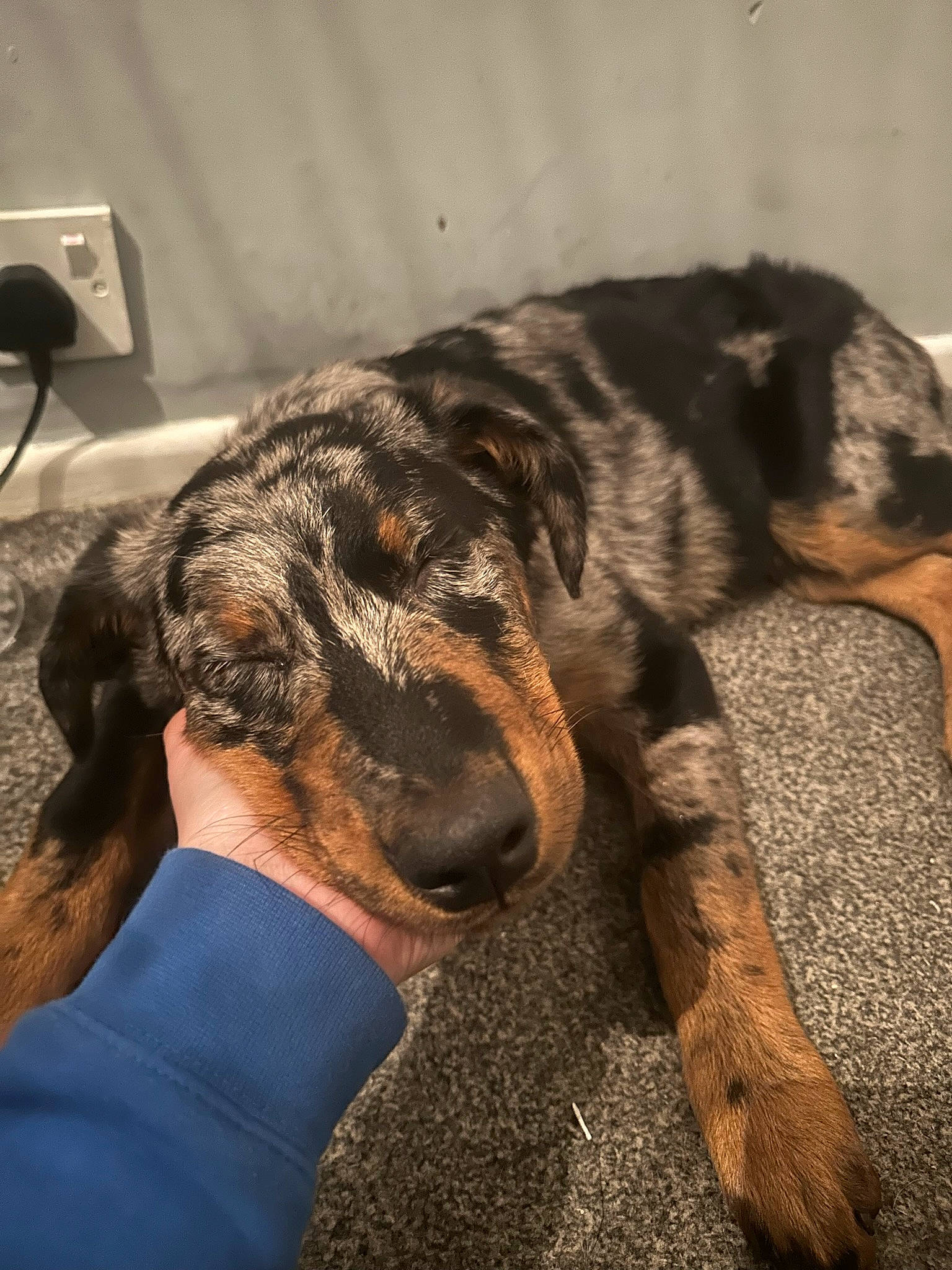 Nova is registered to the contest to win money with this photo: canidae, carnivore, claw, comfort, companion_dog, dog, dog_breed, ear, fawn, flooring, fur, guard_dog, lcd_projector, paw, snout, sporting_group, tail, terrestrial_animal, wall_plate, whiskers