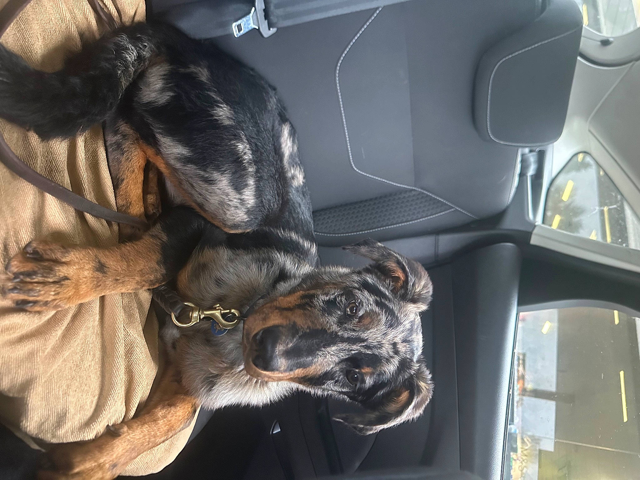 Nova joined the competition — help win amazing prizes! auto_part, automotive_design, automotive_exterior, car, car_seat, car_seat_cover, carnivore, companion_dog, dog, dog_breed, family_car, mammal, motor_vehicle, personal_luxury_car, snout, sporting_group, vehicle, vehicle_door, vertebrate, whiskers