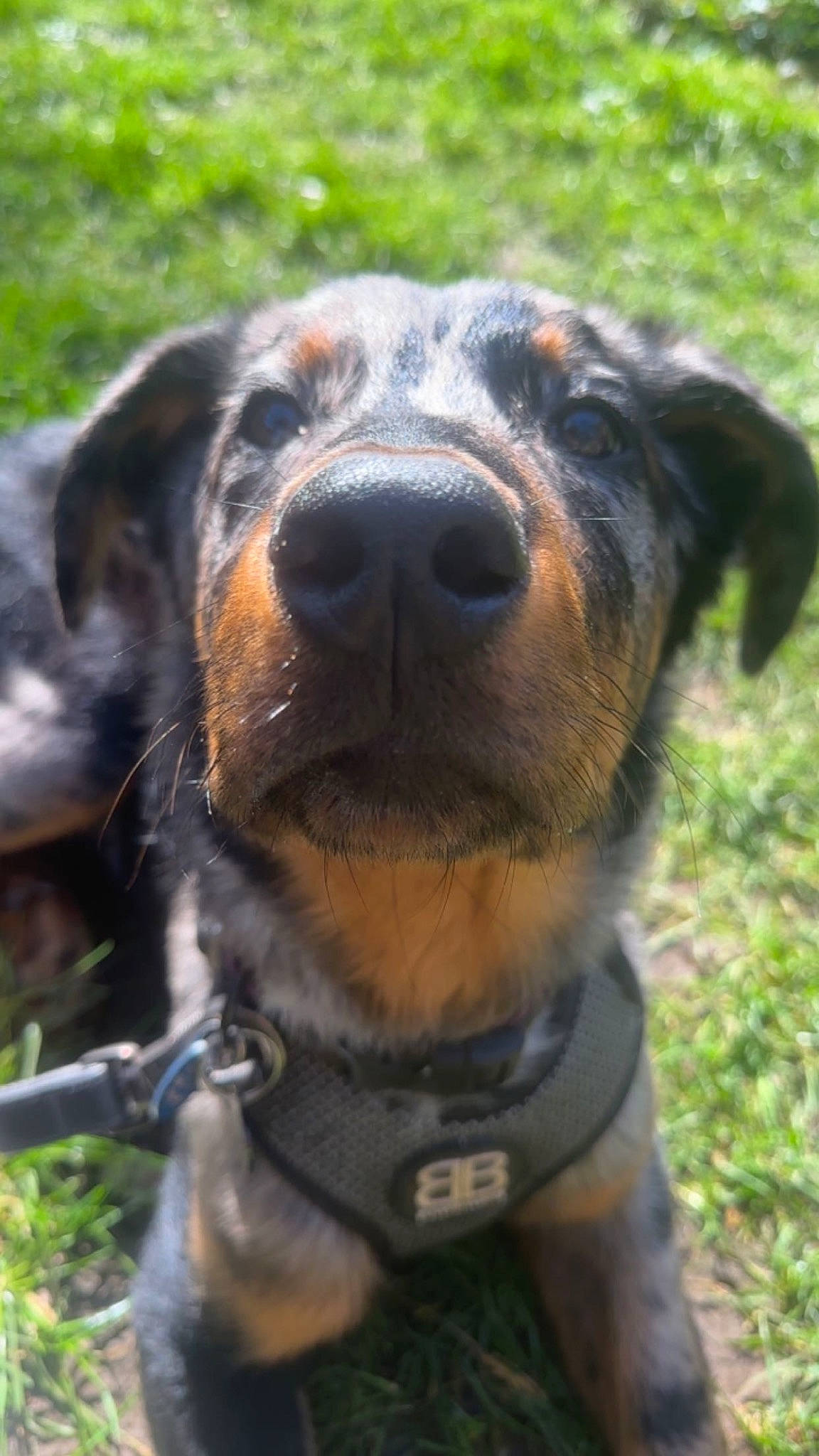 Nova is registered to the contest to win money with this photo: canidae, carnivore, collar, companion_dog, dog, dog_breed, dog_collar, grass, guard_dog, hound, hunting_dog, leash, plant, snout, sporting_group, terrestrial_animal, whiskers, working_animal, working_dog