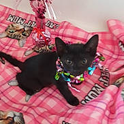 Persephone is registered to the contest to win money with this photo: animal_collared, black_cat, cat_mom_text, colorful_ribbon, cozy, cute, decorative_item, domestic_cat, feline, flamingo_decoration, indoor, kitten, patterned_textile, pet, pink_blanket, pink_color, playing, resting, small_animal, soft_blanket
