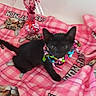 kitten, black_cat, pink_blanket, cat_mom_text, colorful_ribbon, flamingo_decoration, pet, cute, indoor, cozy, small_animal, playing, animal_collared, feline, domestic_cat, soft_blanket, patterned_textile, pink_color, decorative_item, resting