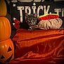 Bubbles joined the competition — help win amazing prizes! cat, costume, hot_dog, halloween, pumpkin, orange, fabric, decor, indoor, pet, animal, gray_cat, sign, holiday, festive, cute, lying_down, celebration, whiskers, ears