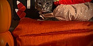 Bubbles is registered to the contest to win money with this photo: cat, costume, hot_dog, orange, pumpkin, halloween, candy_corn, sign, decorations, tabby, pet, indoor, cozy, cute, animal, face, fur, cushion, festive, holiday
