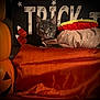 cat, costume, hot_dog, orange, pumpkin, halloween, candy_corn, sign, decorations, tabby, pet, indoor, cozy, cute, animal, face, fur, cushion, festive, holiday