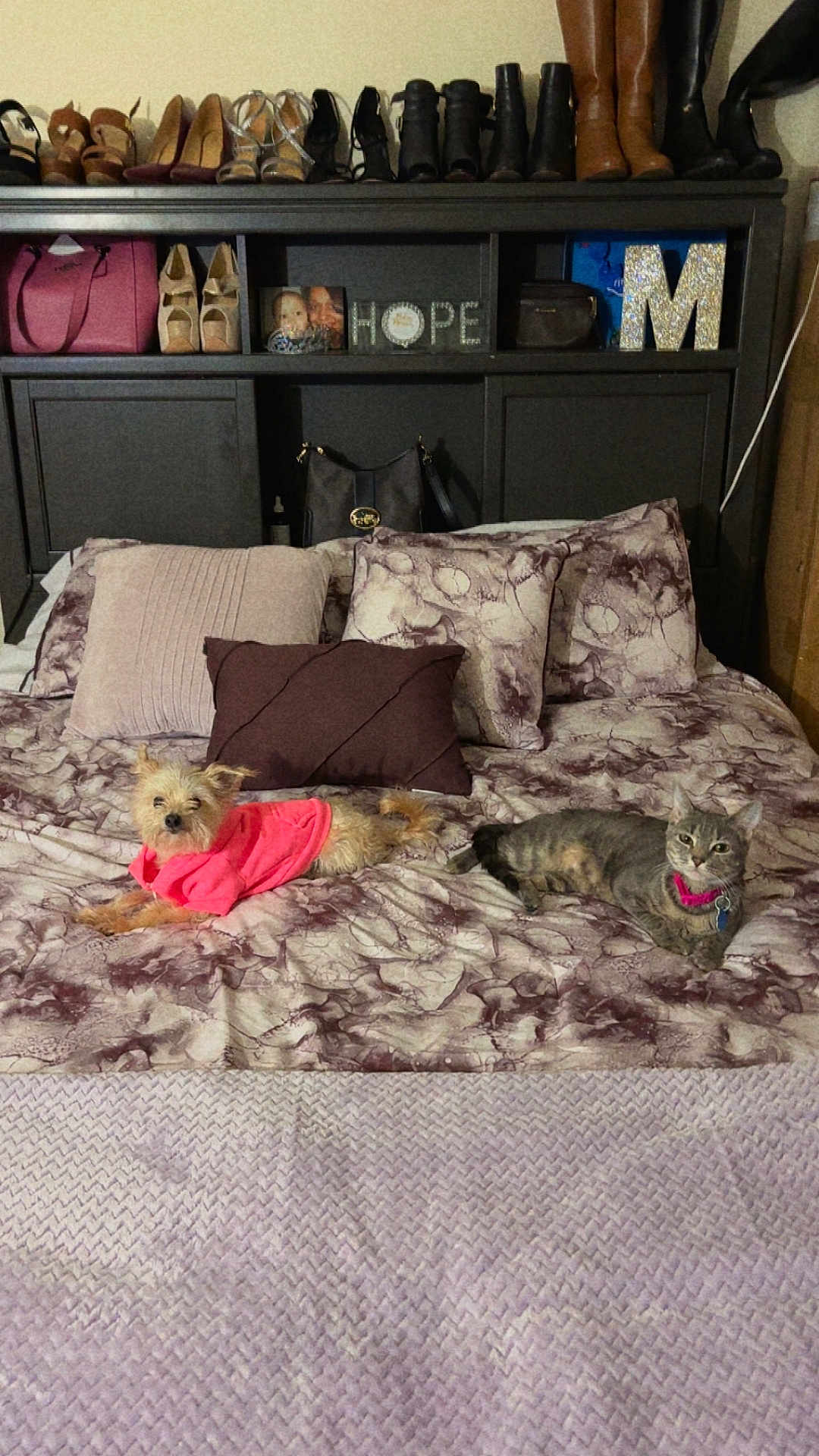 Bubbles is registered to the contest to win money with this photo: dog, cat, bed, pillow, blanket, headboard, shoes, handbag, decor, photo_frame, hope_sign, pink_sweater, collar, pet, indoor, furniture, resting, cozy, patterned_bedspread, shelf