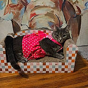 Bubbles joined the competition — help win amazing prizes! cat, pet, dress, pink, polka_dot, sofa, cat_sofa, gray_cat, wooden_floor, mural, elephant_mural, art, indoor, animal, feline, resting, cute, decor, colorful, patterned