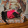 cat, pet, dress, pink, polka_dot, sofa, cat_sofa, gray_cat, wooden_floor, mural, elephant_mural, art, indoor, animal, feline, resting, cute, decor, colorful, patterned