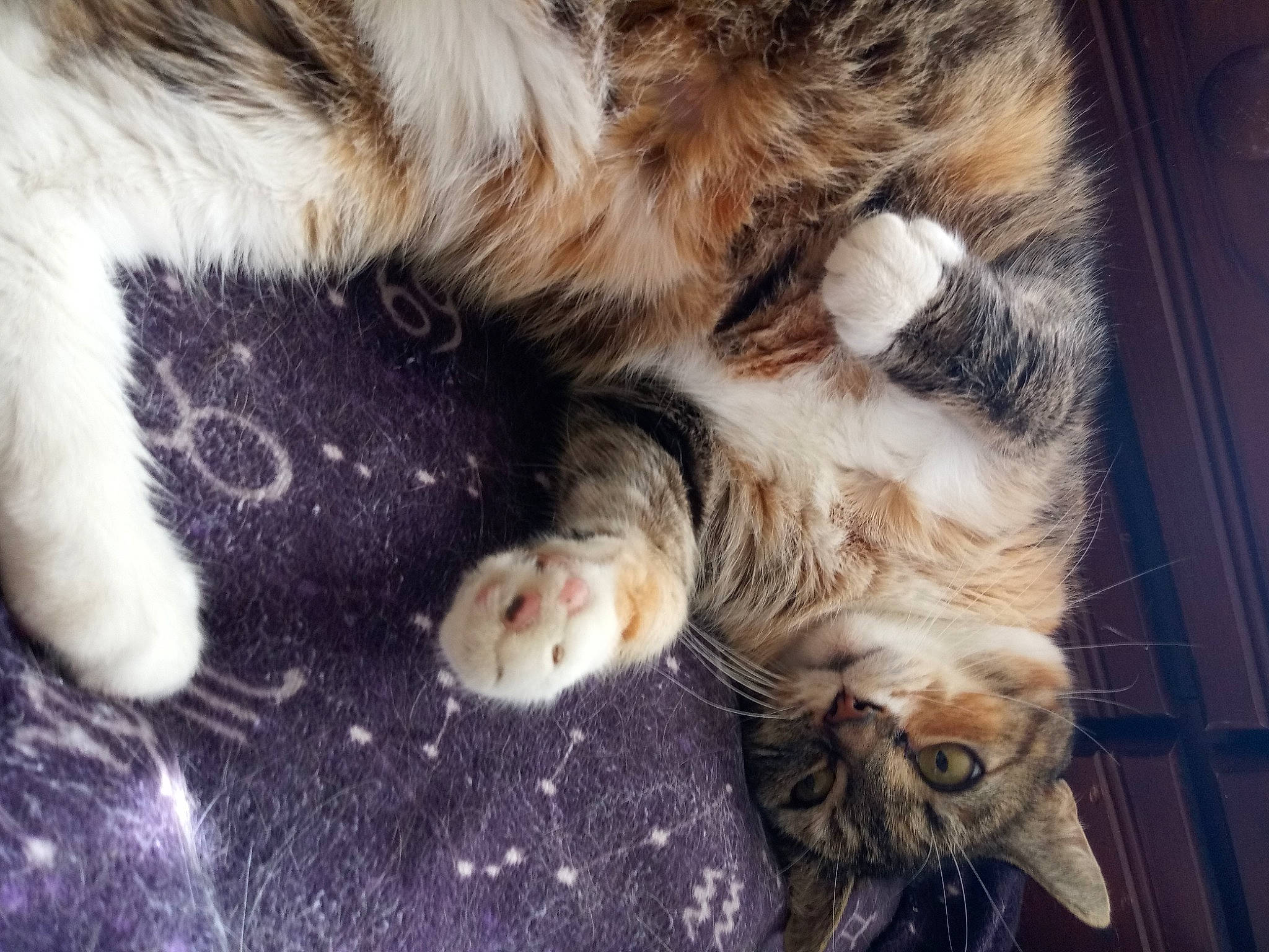 Kai is registered to the contest to win money with this photo: carnivore, cat, claw, comfort, dog_breed, domestic_short_haired_cat, fawn, felidae, foot, fur, nap, paw, sleep, small_to_medium_sized_cats, snout, sporting_group, tail, terrestrial_animal, whiskers