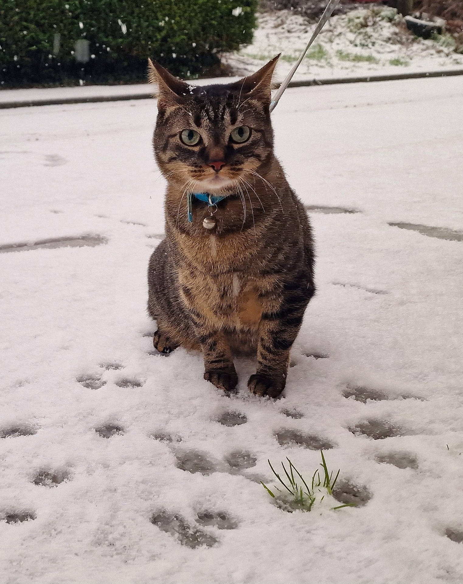 Blue a rejoint le concours — aidez-le/la à gagner de superbes lots ! abyssinian, accessories, animal, cat, face, grass, head, kitten, leash, manx, nature, outdoors, person, pet, photography, plant, portrait, snow, soil, strap