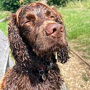 Beth is registered to the contest to win money with this photo: dog, brown_dog, curly_hair, close_up, outdoor, sunlight, serene, content, nose, collar, pet, animal, nature, grass, bench, pathway, fur, portrait, canine, summer