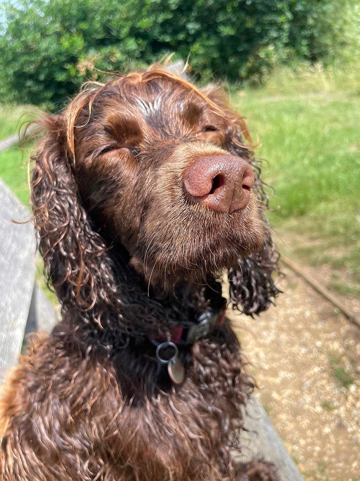 Beth is registered to the contest to win money with this photo: dog, brown_dog, curly_hair, close_up, outdoor, sunlight, serene, content, nose, collar, pet, animal, nature, grass, bench, pathway, fur, portrait, canine, summer
