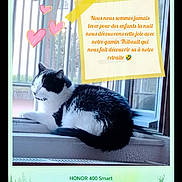 Sybelle participe au concours pour gagner de l'argent avec cette photo : cat, black_and_white, windowsill, window, indoor, pet, animal, relaxing, feline, heart_doodles, sticky_note, text_overlay, tape, bars, greenery, daylight, fur, resting, cute, domestic