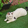 Sybelle a rejoint le concours — aidez-le/la à gagner de superbes lots ! cat, white_cat, black_spots, animal, pet, outdoor, garden, green_grass, artificial_grass, plant, pot, pebbles, relaxed, feline, lying_down, nature, curious, whiskers, tail, ears
