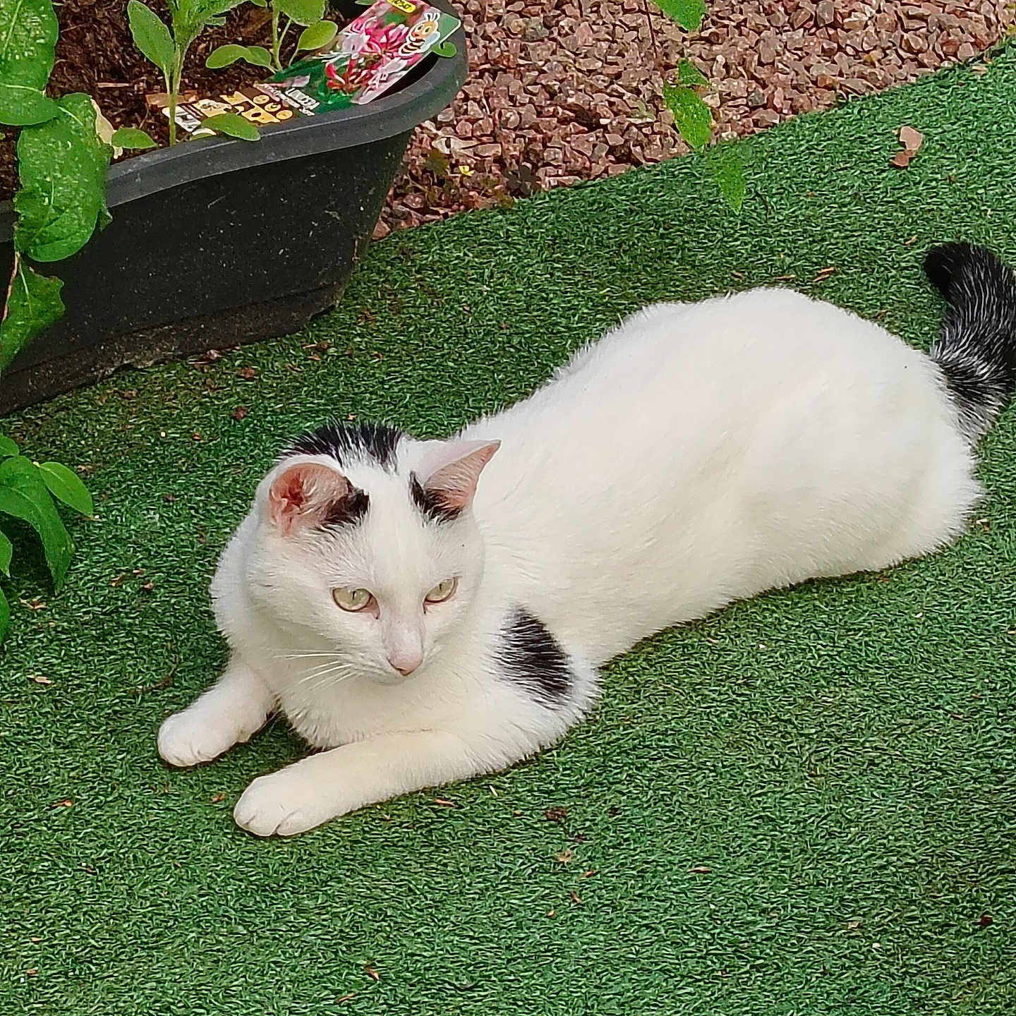 Sybelle