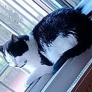 Christiane Brivet a rejoint le concours — aidez-le/la à gagner de superbes lots ! cat, black_and_white, animal, pet, windowsill, indoor, resting, feline, sleeping, fur, closeup, quiet, domestic, window, blinds, natural_light, relaxed, cute, whiskers, cozy