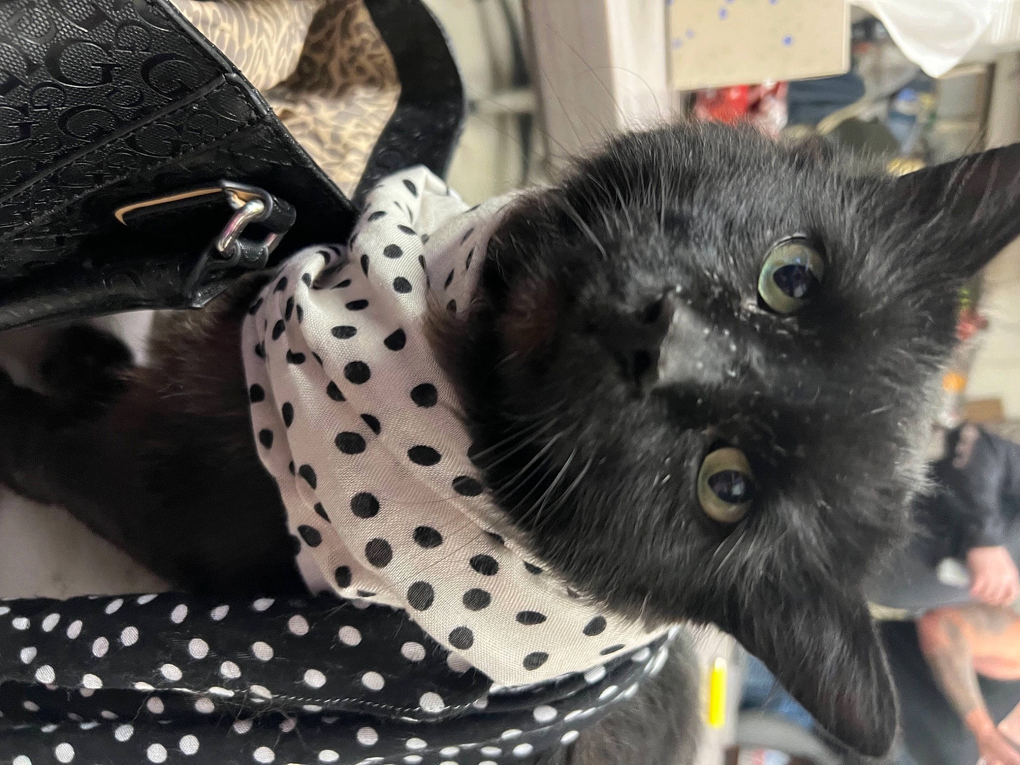 Charles is registered to the contest to win money with this photo: bag, black_cat, bombay, canidae, carnivore, cat, claw, collar, comfort, dog_breed, domestic_short_haired_cat, felidae, fur, grey, pattern, paw, small_to_medium_sized_cats, snout, tail, whiskers