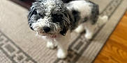 Brandi is registered to the contest to win money with this photo: animal, black_and_white, blurred_background, canine, carpet, companion, cute, dog, domestic, floor, fluffy, fur, home, indoor, living_room, patterned_rug, pet, small_dog, standing, wood_floor