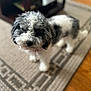 animal, black_and_white, blurred_background, canine, carpet, companion, cute, dog, domestic, floor, fluffy, fur, home, indoor, living_room, patterned_rug, pet, small_dog, standing, wood_floor