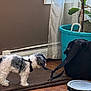 Brandi is registered to the contest to win money with this photo: backpack, black_and_white, chewing, cozy, curtain, daylight, dog, floor, home, indoor, pet, plant, playful, pot, rug, small_dog, strap, toy, window, wooden_floor