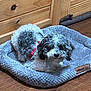 Brandi is registered to the contest to win money with this photo: animal, companion, cozy, curly_hair, cute, dog, domestic, flooring, furniture, furry, home, indoor, interior, pet_bed, red_collar, relaxed, resting, small_dog, wood_cabinet, wood_floor
