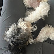 Brandi is registered to the contest to win money with this photo: animal, black_and_white, clothing, companion, cozy, curly_fur, cute, dog, fur, gray_pants, harness, indoor, lap, leash, paw_print, person, pet, relaxed, resting, sleeping