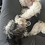 animal, black_and_white, clothing, companion, cozy, curly_fur, cute, dog, fur, gray_pants, harness, indoor, lap, leash, paw_print, person, pet, relaxed, resting, sleeping